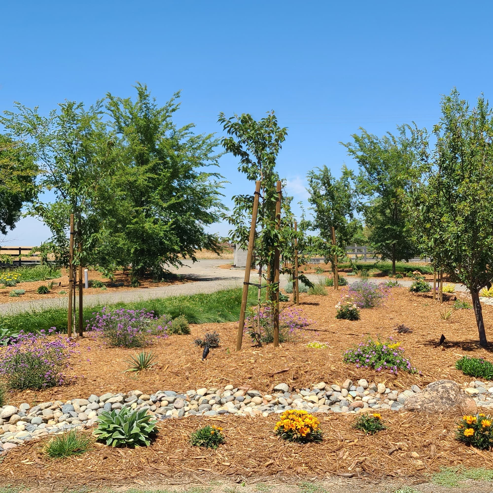 Newly planted trees and mulched garden beds bordered by a river rock dry creek
